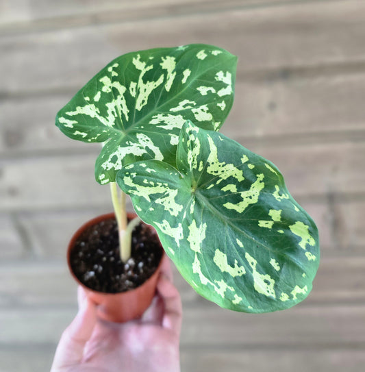 Alocasia Hilo Beauty