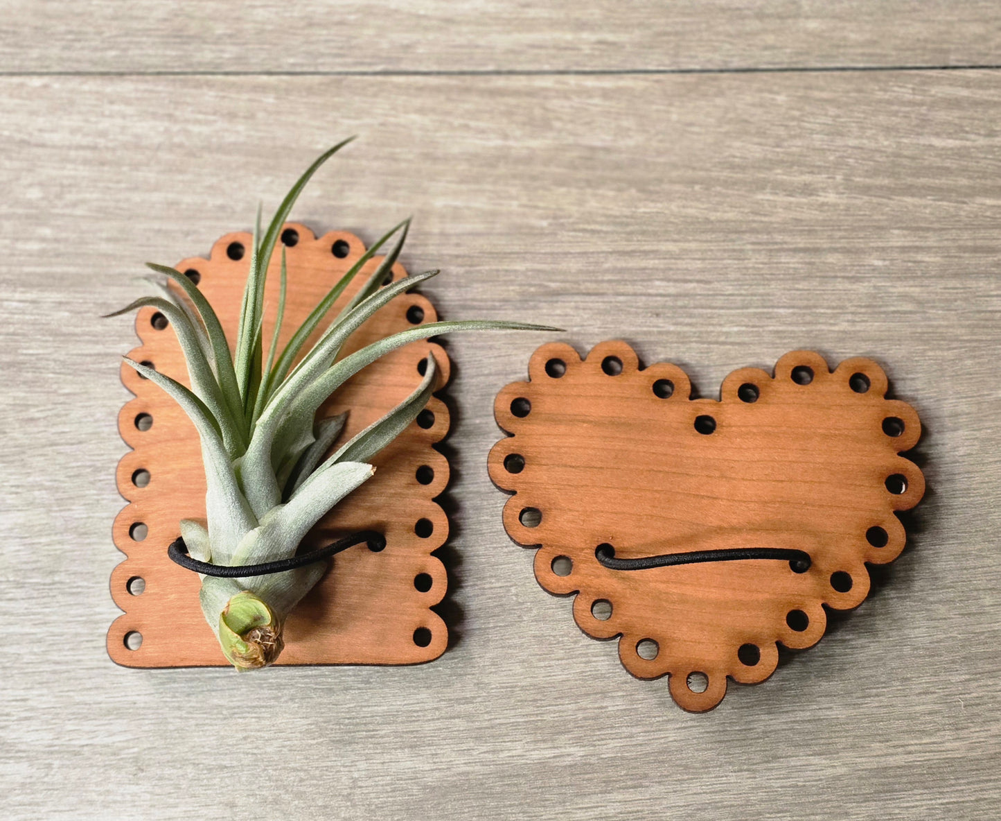 Air Plant Magnetic Holder with Air Plant