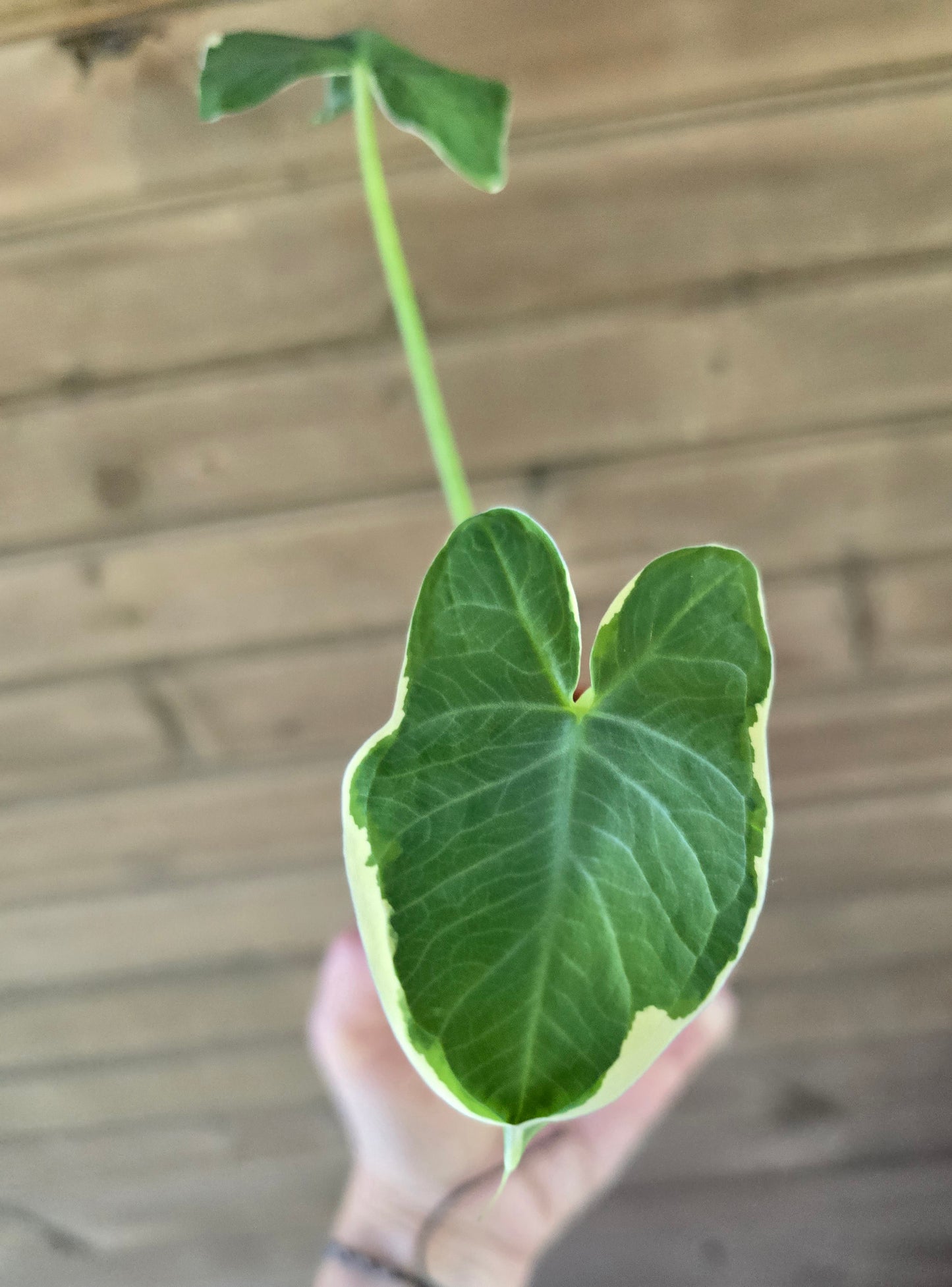 Alocasia Mickey Mouse