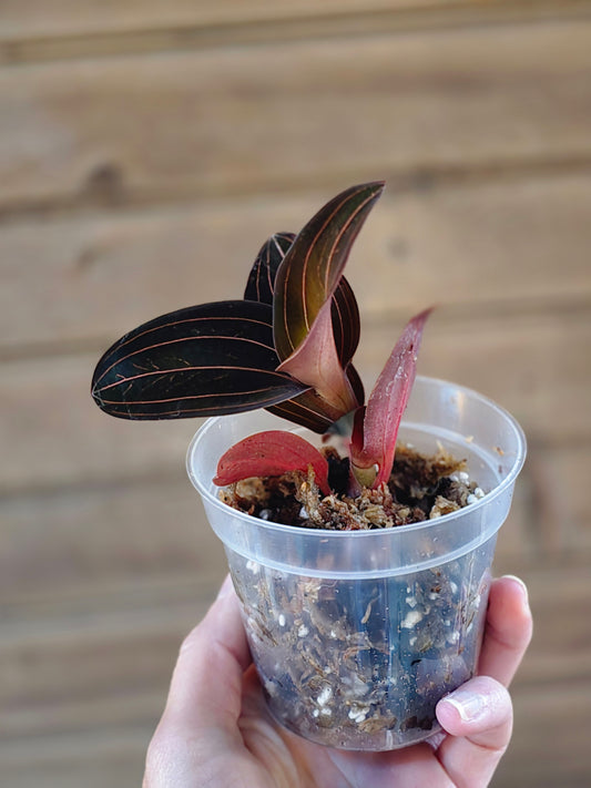 Jewel Orchid - Ludisia Discolor