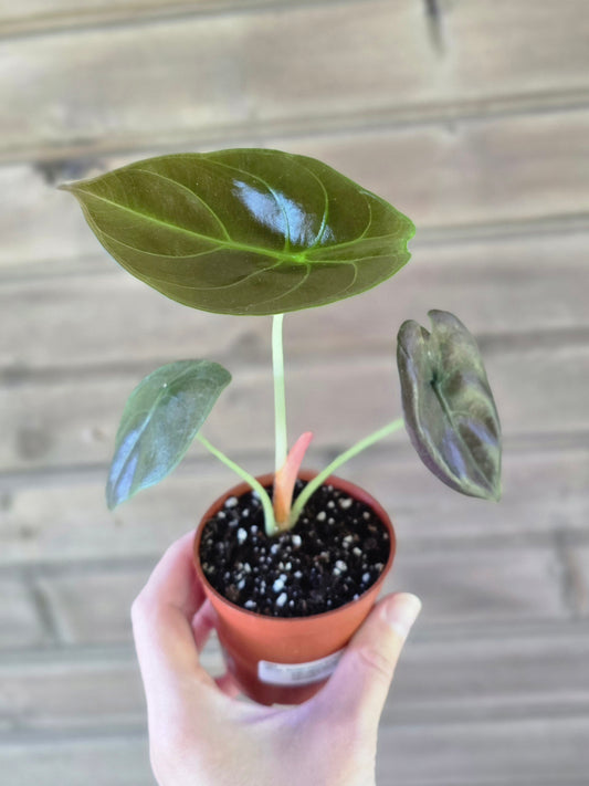 Alocasia Cuprea 'Red Secret'