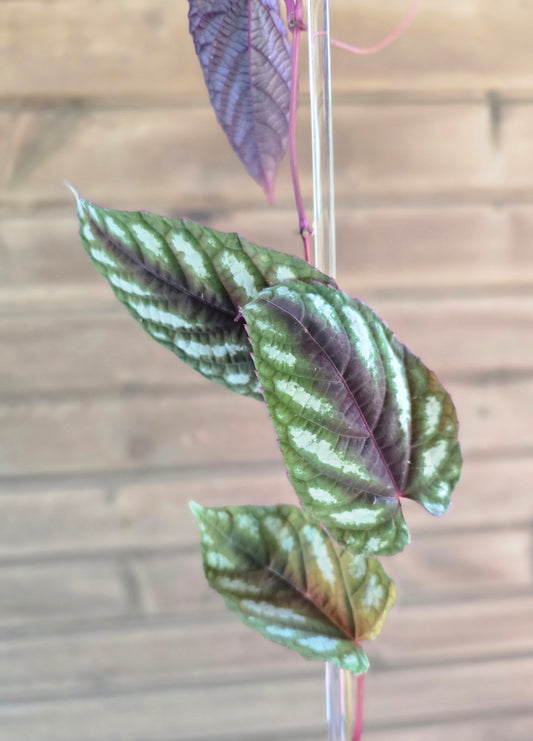 Cissus Discolor - Rex Begonia Vine