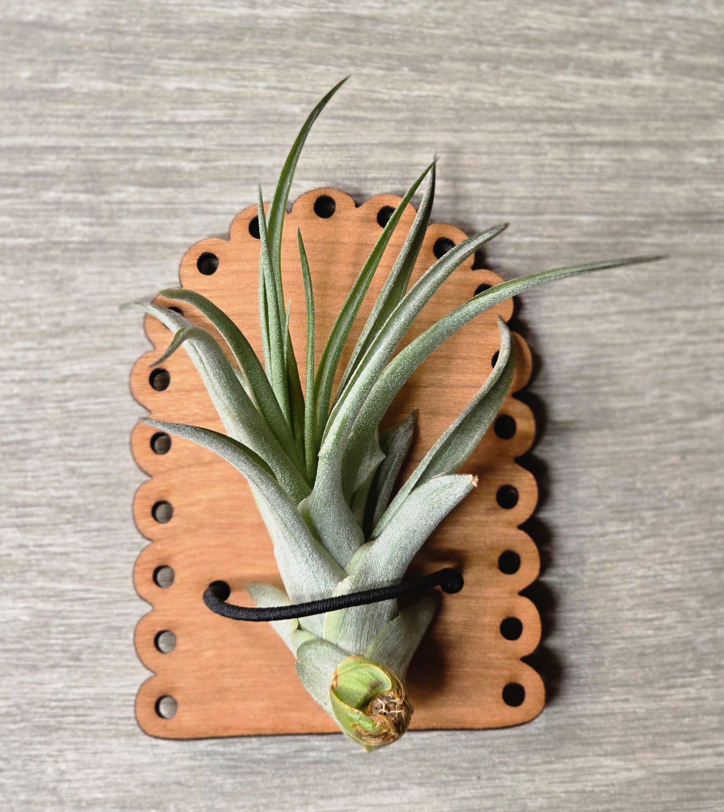 Air Plant Magnetic Holder with Air Plant