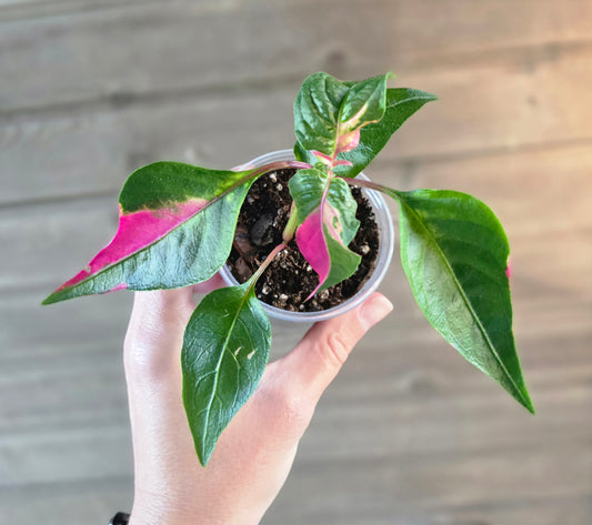 Alternanthera 'Party Time'