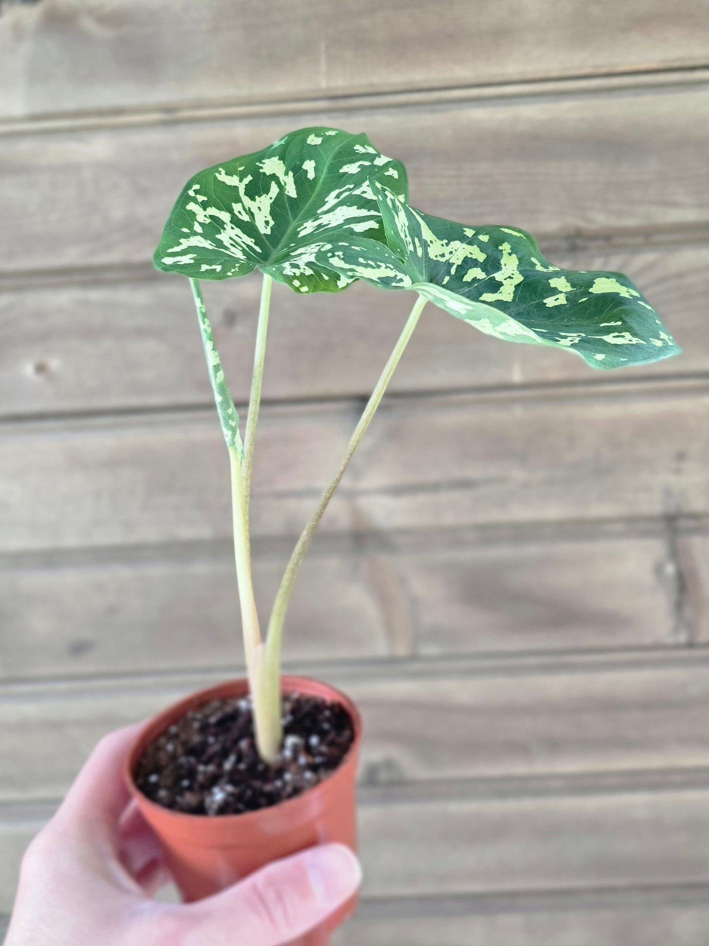 Alocasia Hilo Beauty