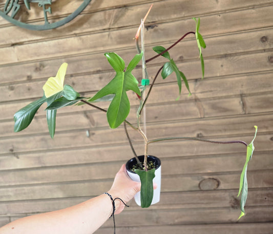 Philodendron Florida Beauty - Variegated