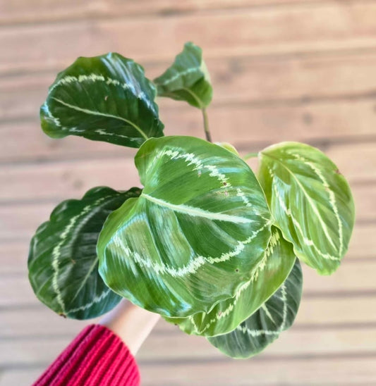 Calathea Roseopicta 'Green Goddess', 'Green Lipstick'