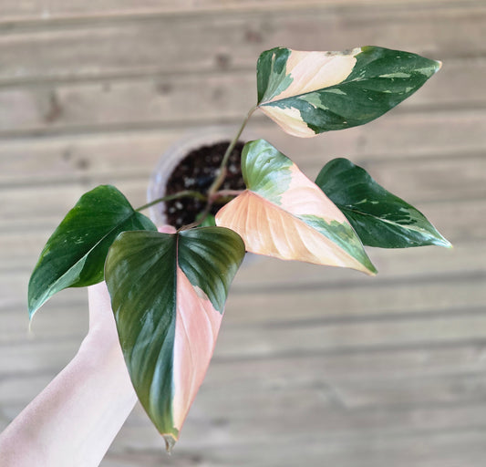 Homalomena Pink Diamond