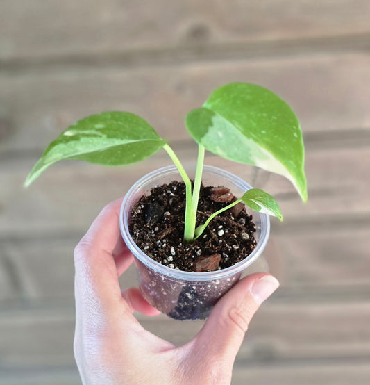 Monstera Thai Constellation
