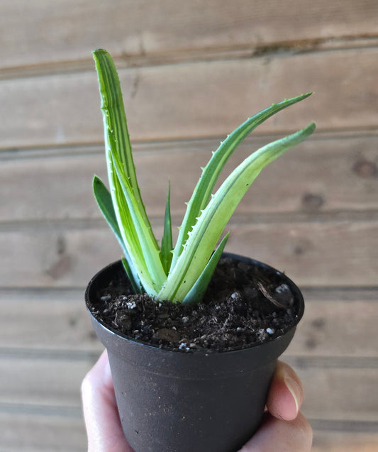 Aloe Solar Flare