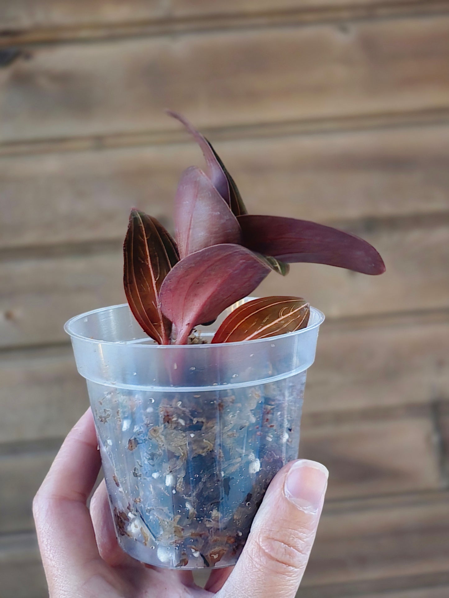 Jewel Orchid - Ludisia Discolor