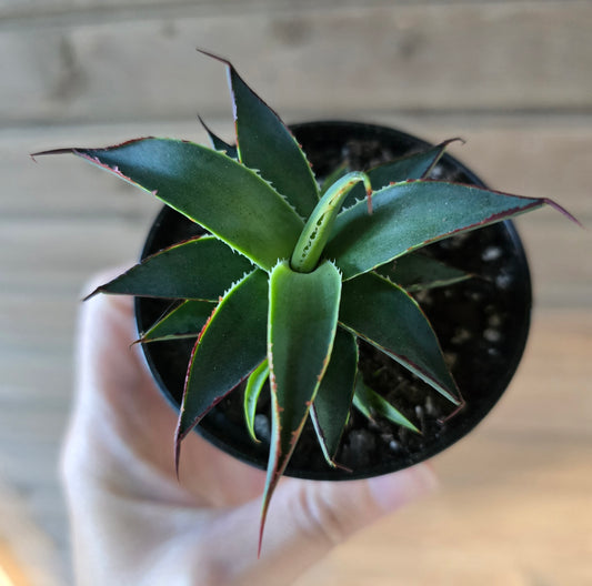 Agave Blue Glow