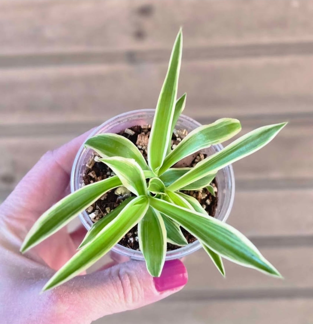 Reverse Variegated Spider Plant Pup - Flowers White