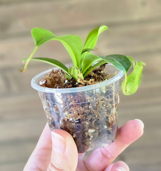 Nepenthes St Gaya Pitcher Plant