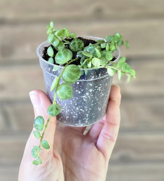String of Turtles