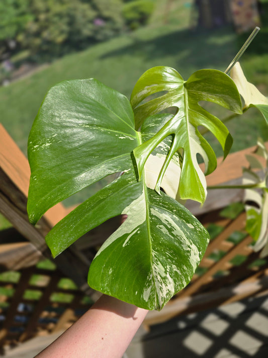 Monstera Deliciosa Albo