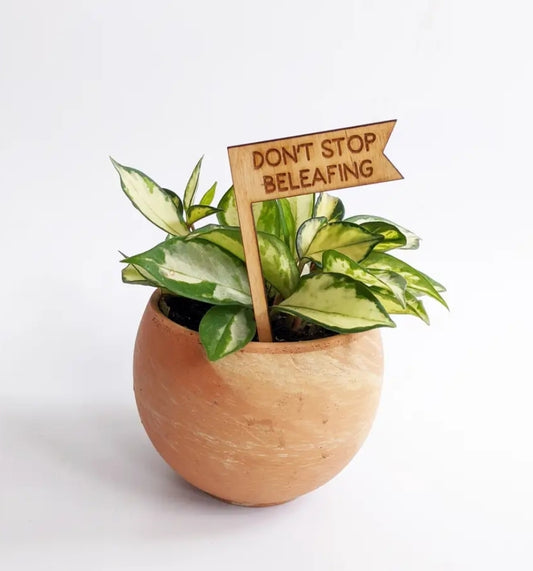Plant Pick - Don’t Stop Beleafing