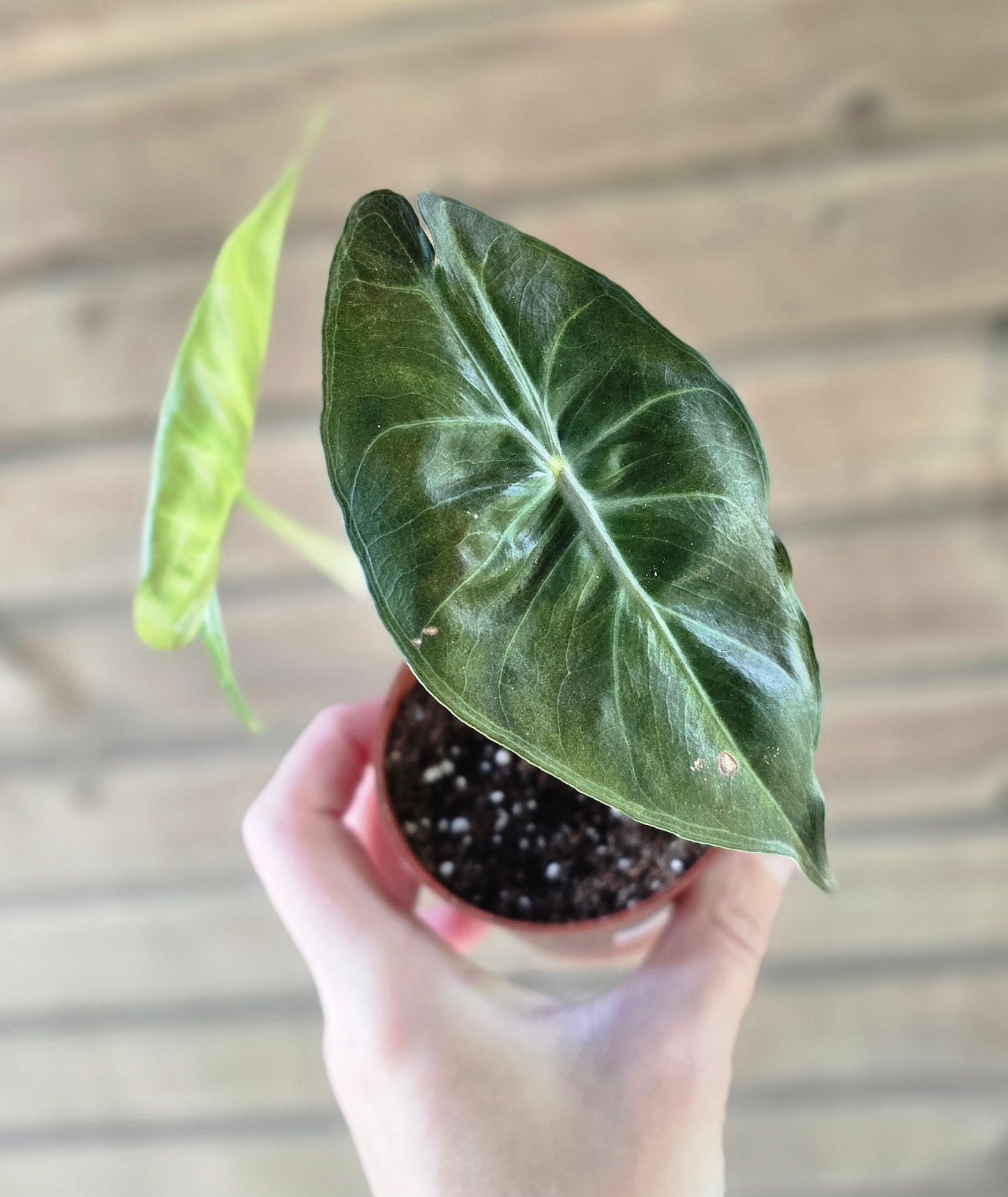 Alocasia Pink Dragon