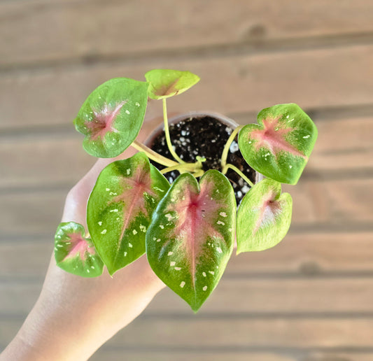 Caladium Camilla